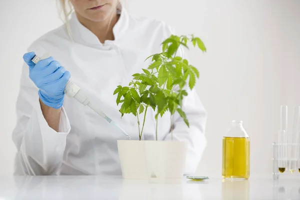 Watering cannabis plants in the laboratory.