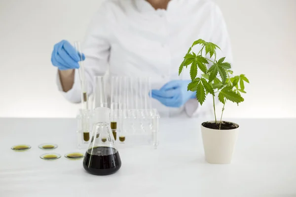 Científico trabajando con aceite de cbd farmacéutico en un laboratorio con un equipo de vidrio — Foto de Stock