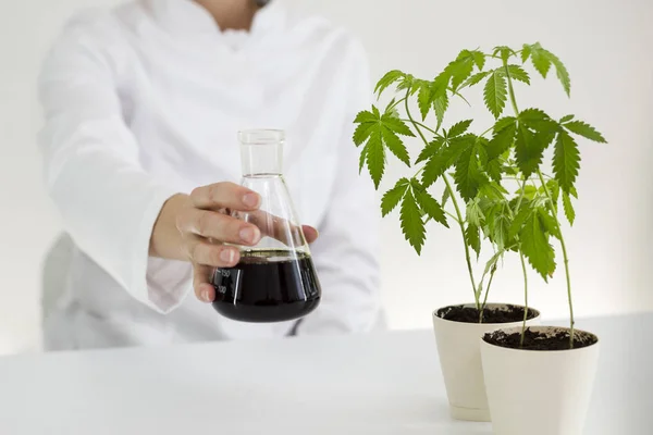 Het tonen van CBD olie in verschillende glazen kommen in een laboratorium — Stockfoto