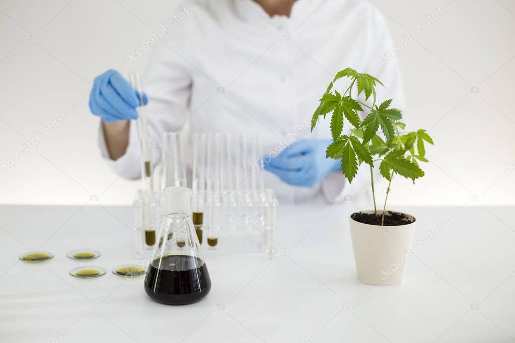 Scientist working with pharmaceutical cbd oil in a laboratory with a glass equipment