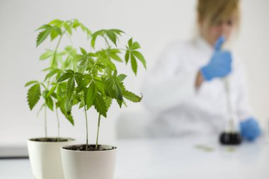 Bilim adamı saat cam bir laboratuvarda bir ilaç cbd yağı kontrol