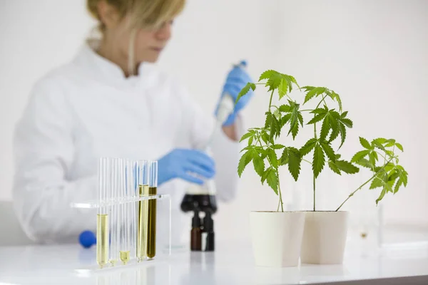 Científico revisando un aceite de cbd farmacéutico en un laboratorio con gotero de vidrio y tubos — Foto de Stock