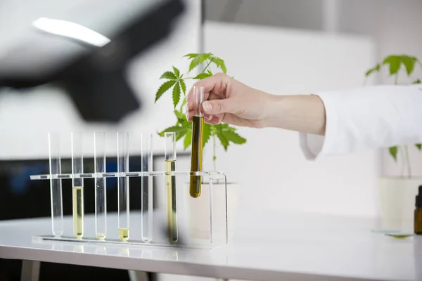 Científico trabajando con aceite de cbd farmacéutico en un laboratorio con un equipo de vidrio — Foto de Stock