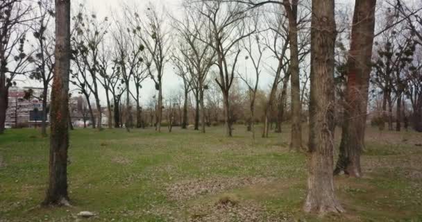 Drone Langzaam Passeren Van Bomen Bedekt Met Parasiet Planten Tijdens — Stockvideo