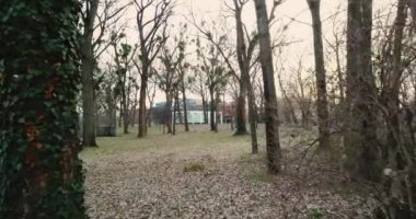 Drone yavaş yavaş parazit bitkilerle kaplı ağaçların içinden geçiyor ve sonbaharda gün batımında fırçalanmış ve arka planda şehir bloğuna doğru bakıyor. 