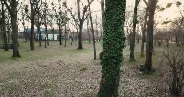 Drohne Fliegt Park Baum Der Bei Sonnenuntergang Abgebürstet Wird — Stockvideo