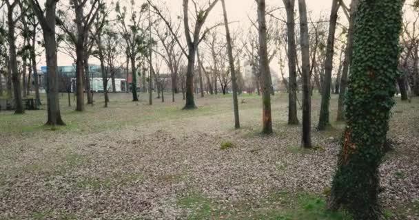 Drone Passeert Langzaam Door Bomen Bedekt Met Parasietplanten Geborsteld Tijdens — Stockvideo