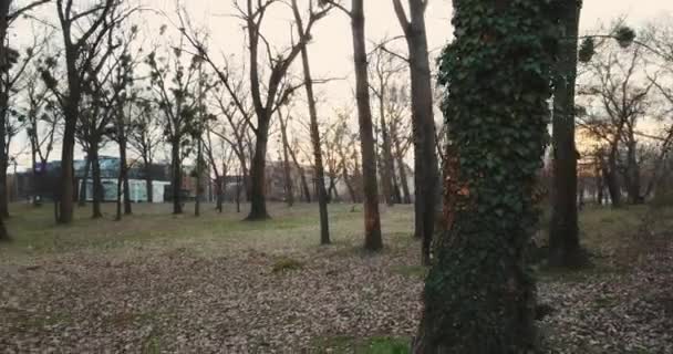 Drone Cirkels Rond Boom Die Wordt Geborsteld Tijdens Zonsondergang Park — Stockvideo