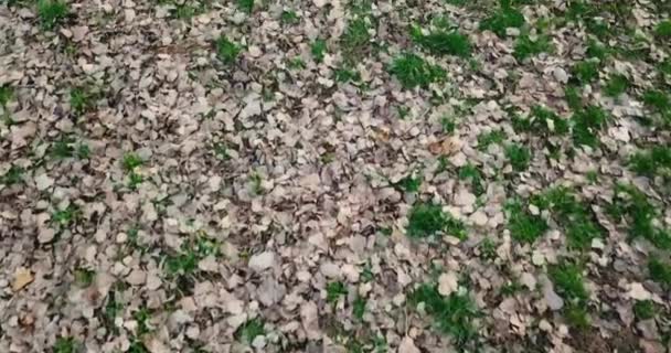 秋の落ち葉と森の床の緑の草の上を飛ぶドローン — ストック動画