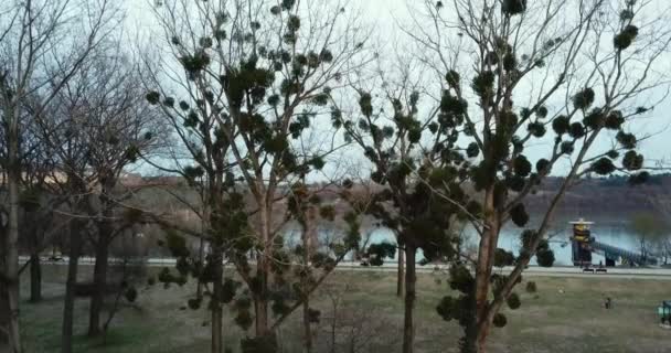 ドローンは ドナウ川の近くの冬のペトロバラディン要塞の素晴らしい景色を明らかにする寄生虫植物のかぎ針編みで葉のない木の上に上昇します — ストック動画