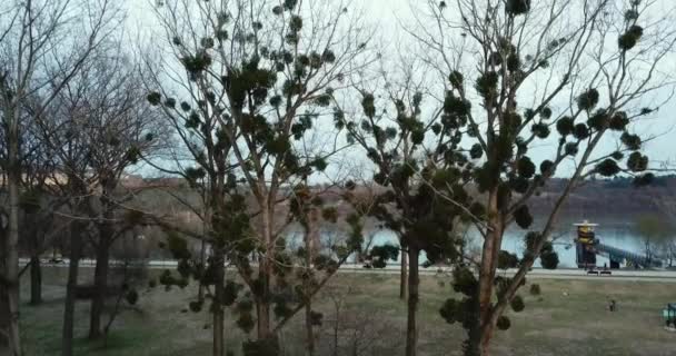 Drone Sorge Alberi Senza Foglie Con Piante Parassite Crochet Rivelando — Video Stock