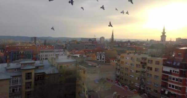 Taubenschwarm Fliegt Bei Herrlichem Sonnenuntergang Über Den Dächern Der Stadt — Stockvideo