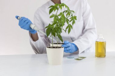 Watering cannabis plants in the laboratory. clipart