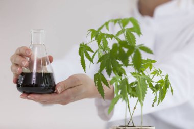 Bir laboratuvarda çeşitli cam kaselerde cbd yağı nın gösterilmesi