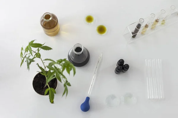 实验室中的大麻植物和cbd油 — 图库照片