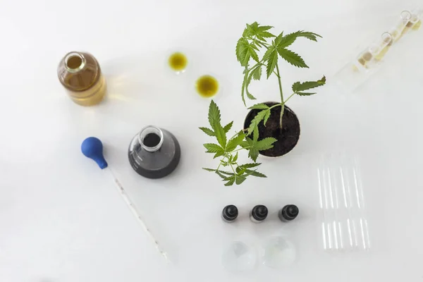 実験室のマリファナ植物とcbd油 — ストック写真