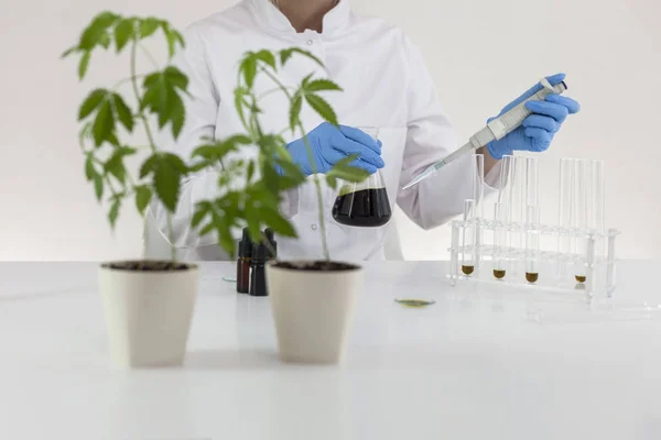 Riego de plantas de cannabis en el laboratorio . — Foto de Stock