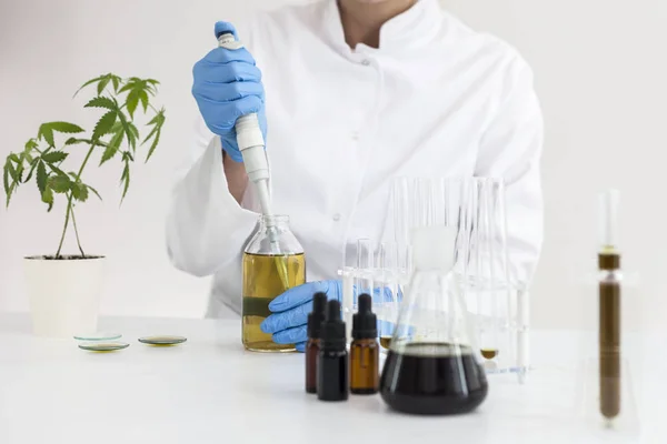 실험실에서 대마초 식물을 급수. — 스톡 사진