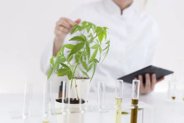 Científico revisando un aceite de cbd farmacéutico en un laboratorio con una tableta — Foto de Stock