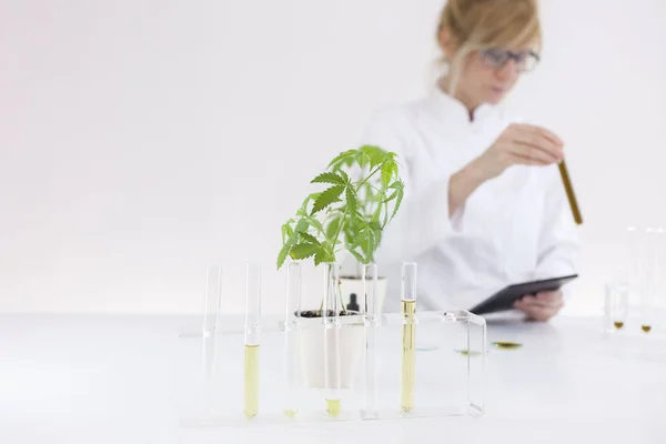 Científico revisando un aceite de cbd farmacéutico en un laboratorio con una tableta — Foto de Stock