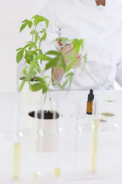 Científico trabajando con aceite de cbd farmacéutico en un laboratorio con un equipo de vidrio — Foto de Stock