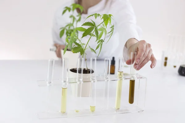 Wetenschapper die werkt met farmaceutische CBD-olie in een laboratorium met een glas apparatuur — Stockfoto