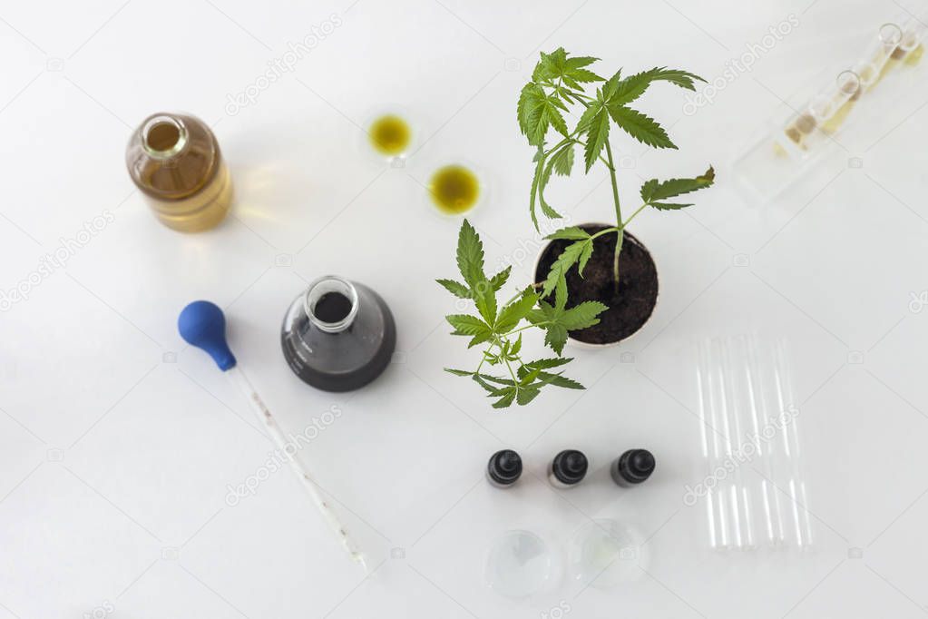 Marijuana plant and cbd oil in a laboratory