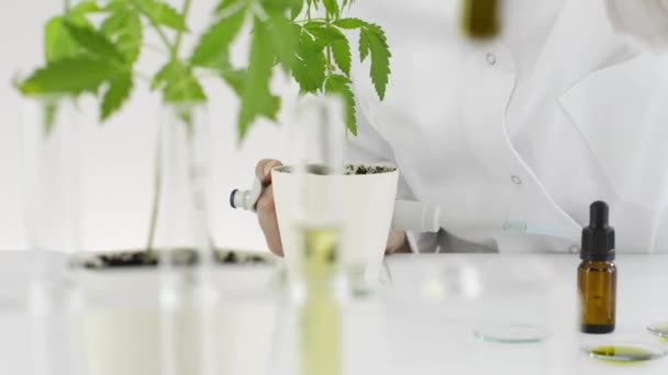 Kvinnlig Vetenskapsman Med Ett Glasögon Testa Cbd Olja Utvinns Marijuana — Stockvideo