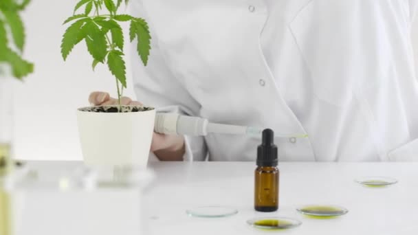 Científica Con Gafas Probando Aceite Cbd Extraído Una Planta Marihuana — Vídeos de Stock