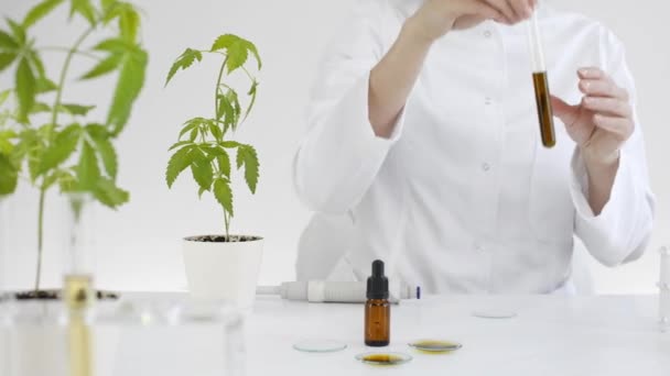유리에 마리화나 식물에서 Cbd 오일을 테스트 과학자 그녀는 실험을 방울과 — 비디오