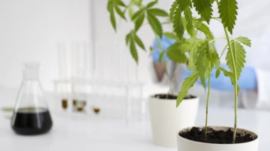 Bir laboratuvarda bir kadın bilim adamının, marihuana bitkisinden çıkarılan Cbd yağı yla ilgili deneyler üzerinde çalışması. Bir cam tüp içinde yağ Titrasyonu.