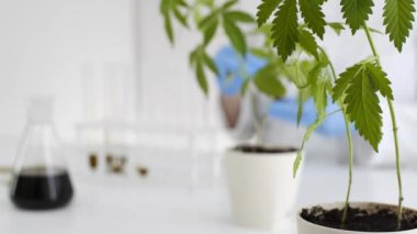 Bir laboratuvarda bir kadın bilim adamının, marihuana bitkisinden çıkarılan Cbd yağı yla ilgili deneyler üzerinde çalışması. Bir cam tüp içinde yağ Titrasyonu.