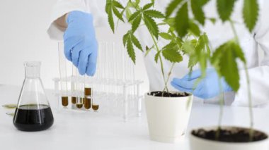 Bir laboratuvarda bir kadın bilim adamının, marihuana bitkisinden çıkarılan Cbd yağı yla ilgili deneyler üzerinde çalışması. Bir cam tüp içinde yağ Titrasyonu.