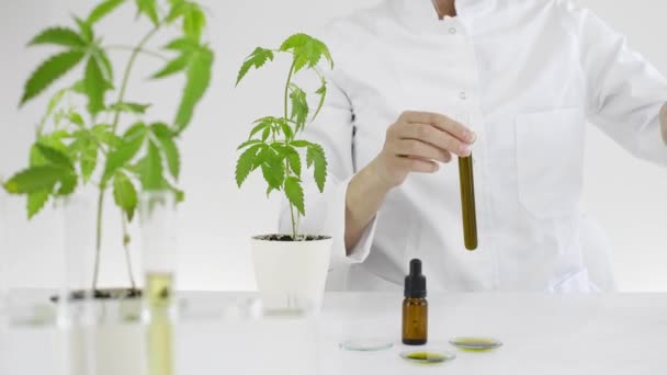 Bir Marihuana Bitkisinden Çıkarılan Cbd Yağıyla Çalışan Bir Laboratuvarda Kadın — Stok video
