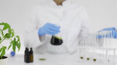 Bir marihuana bitkisinden çıkarılan cbd yağı yla deney üzerinde çalışan bir laboratuvardaki kadın bilim adamı. Tıbbi kenevirden sağlık eczanesi. Bir cam kase içinde yağ Titrasyonu.