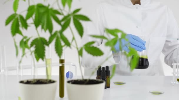 Ženský Vědec Laboratoři Pracující Experimentu Cbd Olejem Extrahovaným Továrny Marihuany — Stock video