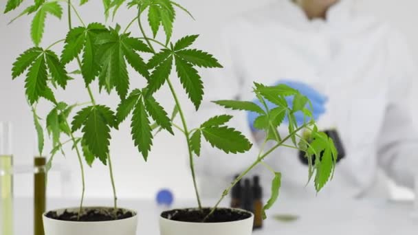 一家实验室的女科学家正在研究从大麻植物中提取的Cbd油 医疗大麻保健药房 玻璃碗中的油滴 — 图库视频影像