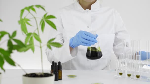 マリファナ植物から抽出されたCbdオイルの実験に取り組んでいる研究室の女性科学者 医療大麻からヘルスケア薬局 ガラスボウル中の油滴 — ストック動画