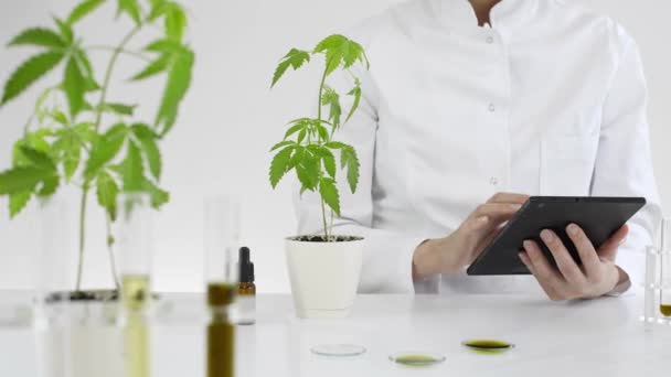 Scientifique Laboratoire Qui Teste Huile Cbd Extraite Une Plante Marijuana — Video