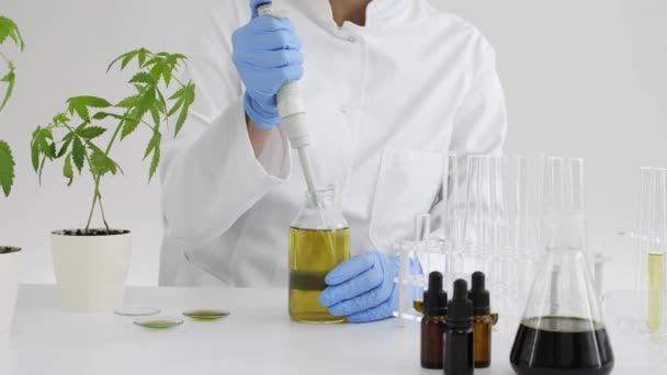 Женщина Ученый Лаборатории Работающая Бациллярным Маслом Извлеченным Медицинского Растения Марихуаны — стоковое видео