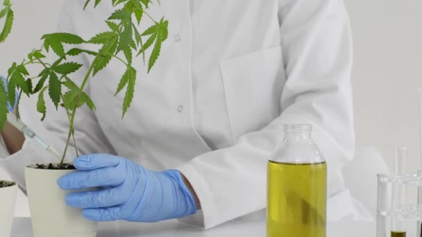 Tıbbi Marihuana Bitkisinden Çıkarılan Cbd Yağıyla Çalışan Bir Laboratuvardaki Kadın — Stok video