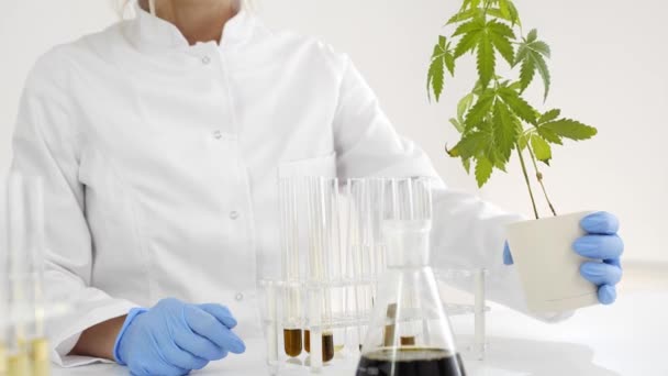 Femme Scientifique Dans Laboratoire Travaillant Avec Huile Cbd Extraite Une — Video