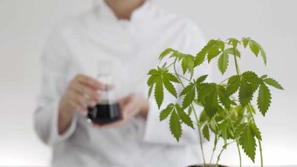 女科学家拿着一个玻璃碗 杯子里装有从大麻植物中提取的Cbd油 医疗大麻保健药房 桌子上有一个医用大麻植物 — 图库视频影像