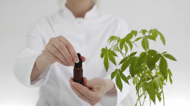 マリファナ植物から抽出されたCbdオイルでガラスボウルを保持している女性科学者 医療大麻からヘルスケア薬局 テーブルの上にフリストプランに医療用マリファナ植物があります — ストック動画