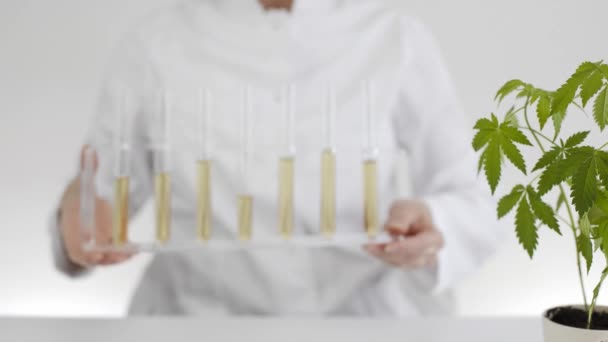 마리화나 식물에서 Cbd 오일로 그릇을 들고있는 과학자 대마초에서 테이블에 프리스트 — 비디오