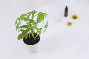 Bir laboratuvarda marihuana bitki ve cbd yağı