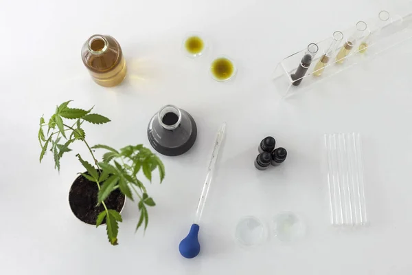 Planta de maconha e óleo de cbd em laboratório — Fotografia de Stock
