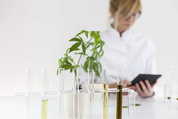 Tudós ellenőrzése gyógyszerészeti CBD olajat egy laboratóriumban egy tabletta — Stock Fotó