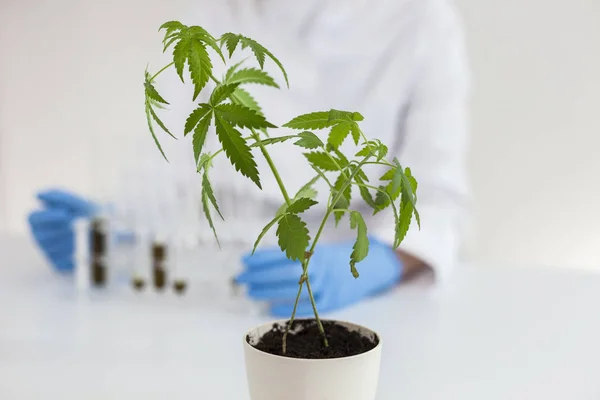 A kannabisznövények öntözése a laboratóriumban. — Stock Fotó