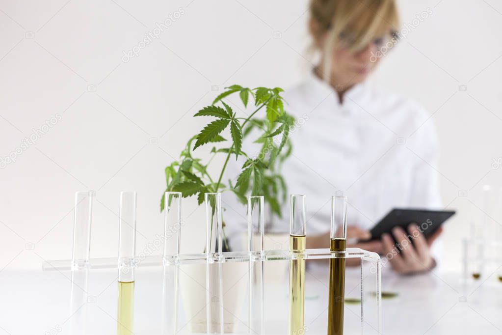 Scientist checking a pharmaceutical cbd oil in a laboratory with a tablet